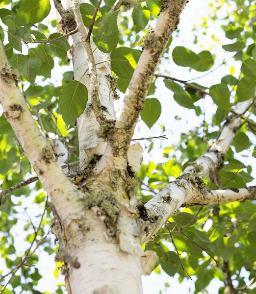 Betula utilis
